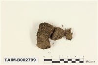 藏品(叢苔科)的圖片